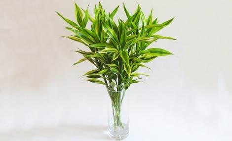 富贵竹摆放在暗财位对招财有利吗？