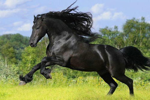 2026年属马的运势运程具体内容是什么？