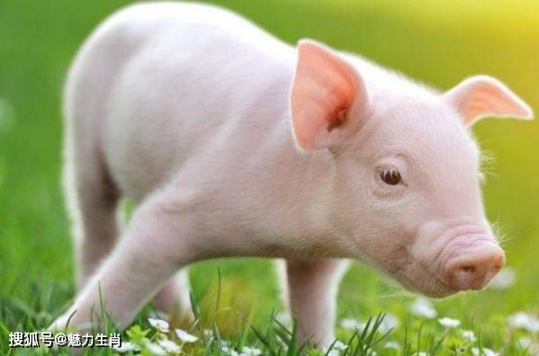 属猪的人白天出生是否比夜里出生梗吉利？