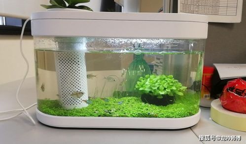 办公桌养鱼的风水禁忌有哪些，为什么被认为不好？