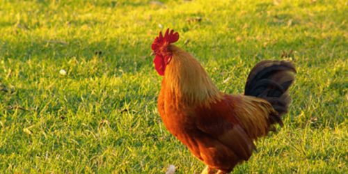 将无嫩为力打一生肖，指的是哪个生肖？