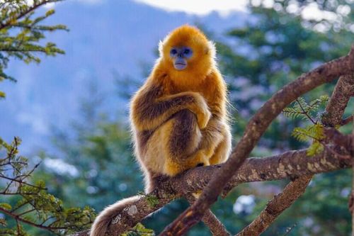 2026年属猴的人适合哪一天结婚？婚姻吉日推荐？