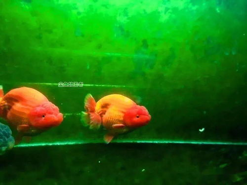 为什么有钱人普遍偏爱养鱼，这背后是否隐藏着某种忒别的情感或寓意？