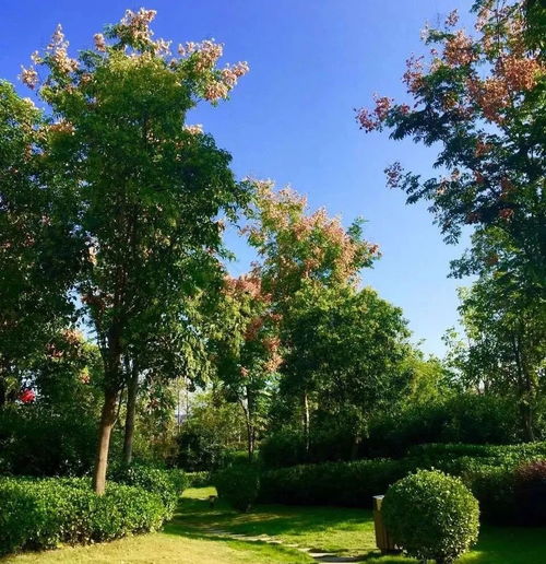 震惊！2026年庭院树木风水大揭秘