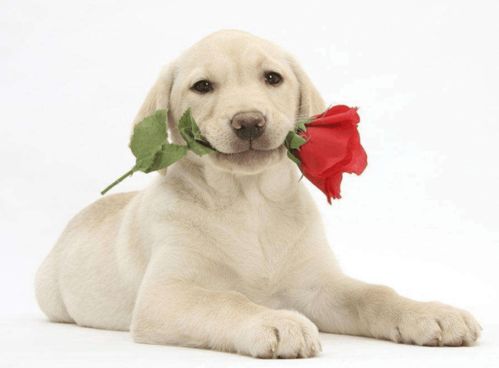 2026年买狗选吉日重要吗？几月份最适合狗狗改名的吉日是哪天？