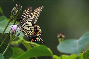 周公解梦：梦到蝴蝶停在手上是什么预兆或含义？