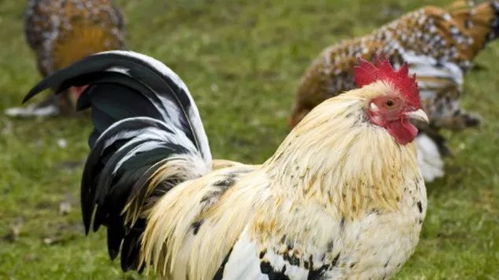 2026年属鸡女92年和81年的感情运势如何？