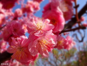 已婚女性八字桃花太旺会有什么不利影响或报应？