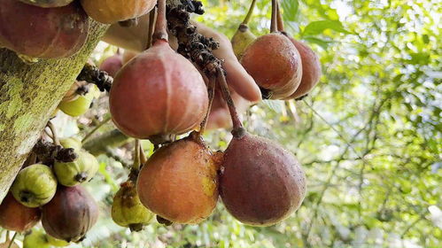 各种乱七八糟的解析