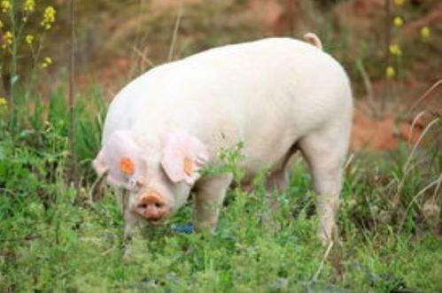 1971年出生属猪的人2026年运势具体分析是怎样的？