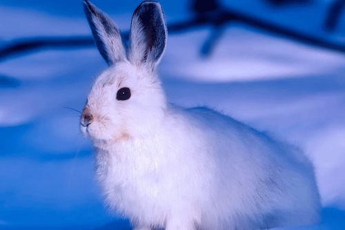 兔子和猴子属相合不合，欢喜冤家还是相克，他们的婚姻会怎样呢？