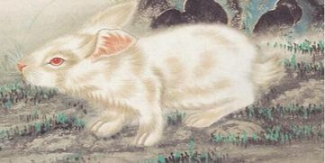 生肖星座：属兔的就叫“婉婉”？也太老套了吧!