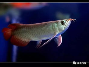 一、 办公室养鱼招财的风水之道