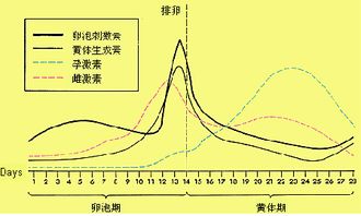 三、  生命周期的脆弱性与健康维度的持续损耗
