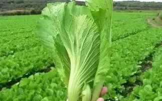 这破菜到底是生命之光还是皮肤之殇？