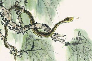 犯太岁属蛇明年应戴何种水晶？蛇年太岁有何影响？