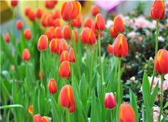 郁金香的总体象征：高雅、 富贵与永恒的祝福