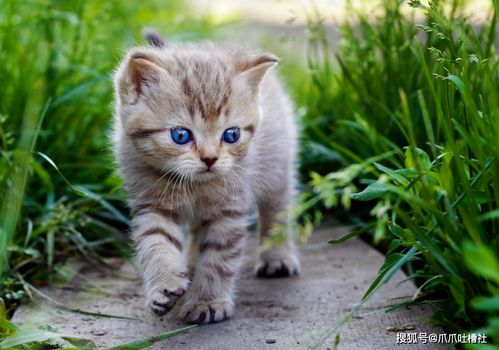 梦见猫闯家门，预示着什么吉凶？