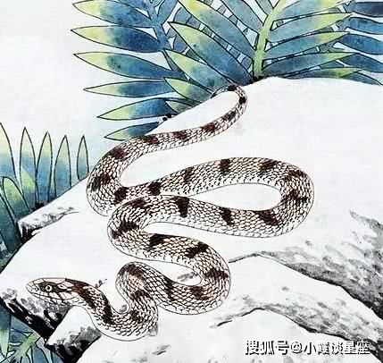 1977年属蛇人在2026年的运势和财运如何？