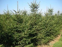 苗木场取什么名字比较好？