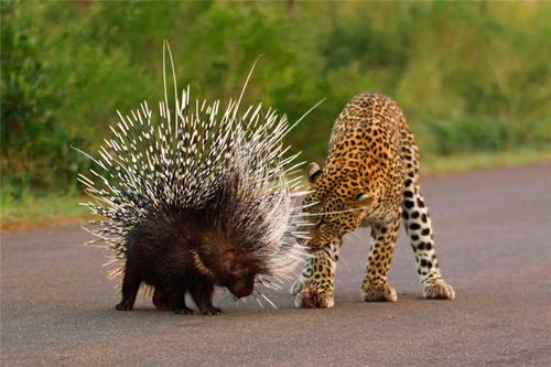 ：生肖文化视域下的“牛马相害”及其宏观影响