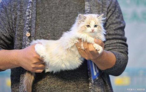 ：猫咪于睡眠期间出现声响的现象概述