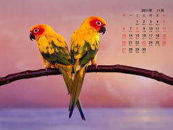 鹦鹉风水壁纸适合我的家居风水布局吗？