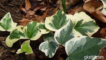 1. 爬藤类——常春藤（Hedera helix）