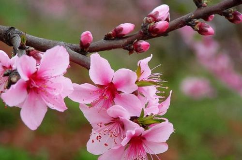 属猴者：灵动智慧与浪漫情怀的双重奏