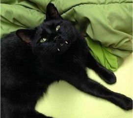 1.1 对黑猫形象的认知冲突
