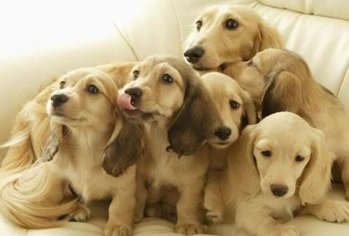 十二生肖男狗配女羊和男羊女狗的婚姻最终结局会是怎样的呢？