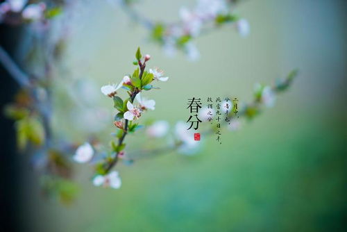 五行元素与生机勃勃：《绿萼开花》之象征