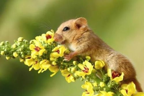 属鼠的父母生下的鼠宝宝命运如何，这种生肖配对是否吉利？