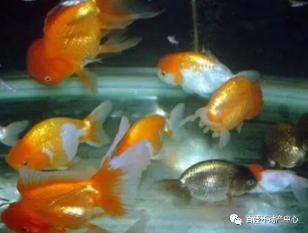 ：办公室养鱼与财运提升之学术探讨