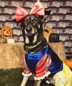 人杰地灵属什么生肖？人杰地灵打一动物代表什么？