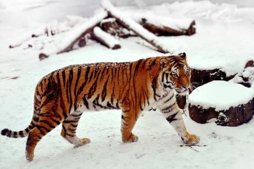 1986年属虎的人，2025年会有哪位贵人相助？