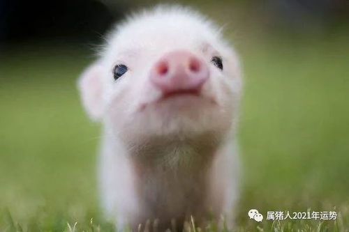 2026年属猪1971年出生的人运势如何，2028年下半年运势又会有哪些变化？