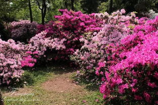 在风水学中，门前景植映山红花合适吗？