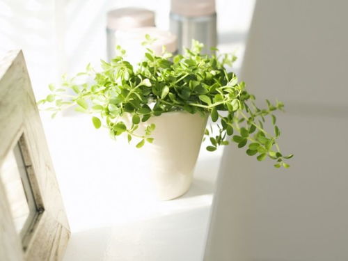 新房摆放茶树对风水有影响吗？