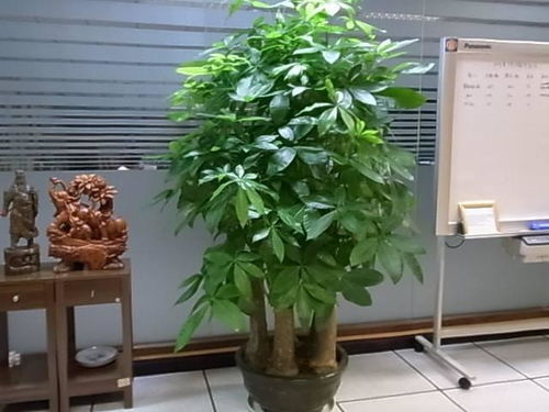四、 色彩、光照及绿植配置的综合考量