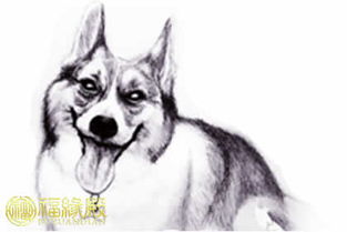 属狗女性格缺点及属狗人性格图片含义是什么？