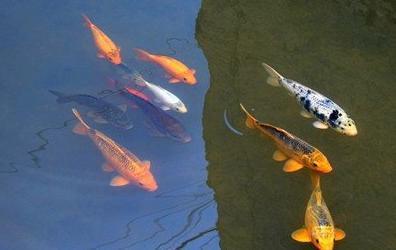 在梦中，为何会梦见在水里鱼群中捡到那么多鸭蛋呢？