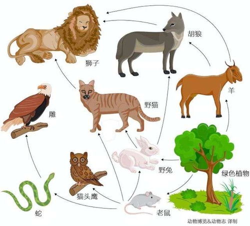 哪些生肖的动物可能对人类造成危害？
