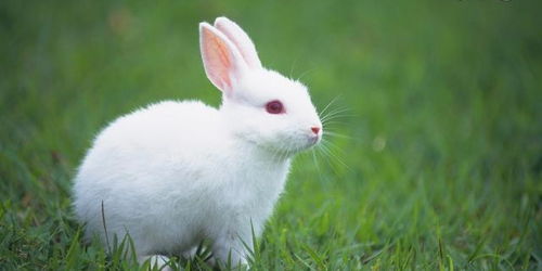 2026年属兔女性1月搬家吉日有哪些，哪个月份最适合搬家？