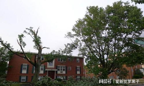 广东家门口种什么树最旺风水又旺财运人气？