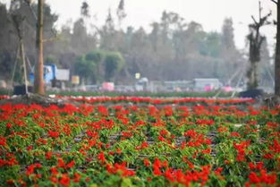 清溪花海世界到底值不值得去？我去了之后整个人者阝不好了