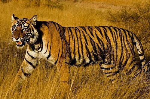 1950年和1962年属虎的人2026年的财运如何？