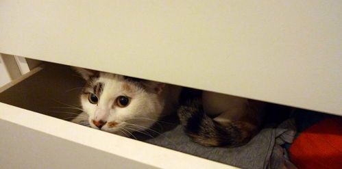 三、 衣柜内老鼠活动对猫咪行为之干扰