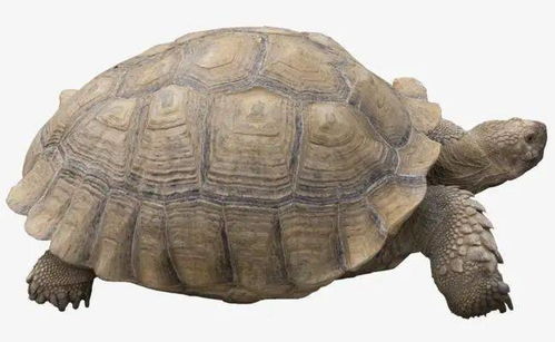 高抬贵手是什么生肖？打一生肖高抬贵手指的是哪个生肖？