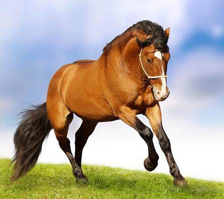 属马的永久最旺数字是哪个？能否告诉我属马的号码凶吉？